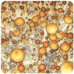 Псилоцибиновые (галлюциногенные)  грибы Psilocybin "Golden Teacher" в Звенигово